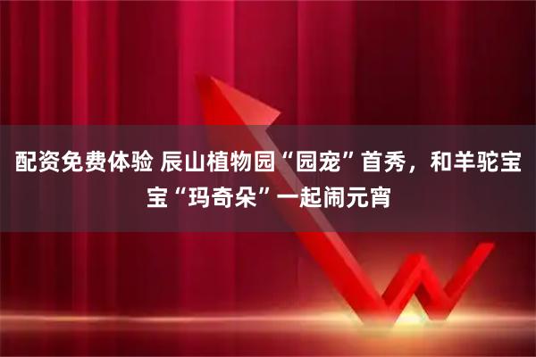 配资免费体验 辰山植物园“园宠”首秀，和羊驼宝宝“玛奇朵”一起闹元宵